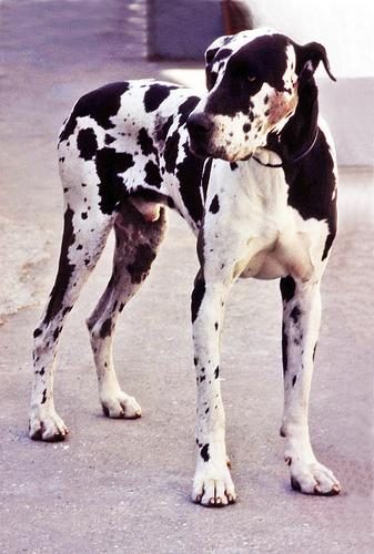 Great Dane
