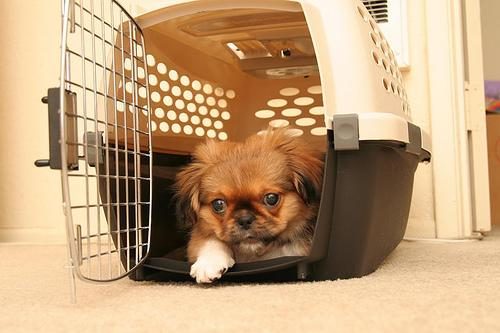 Pekingese