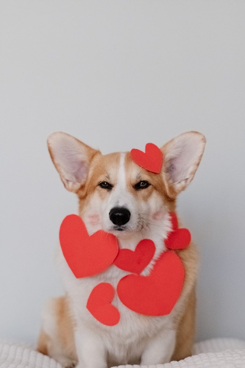 Pembroke Welsh Corgi