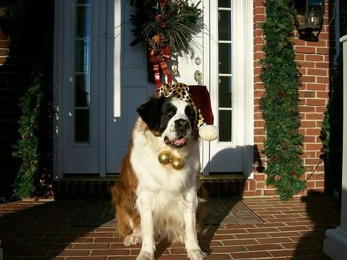 Saint Bernard