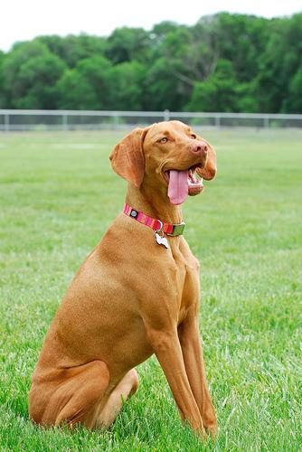 Vizsla