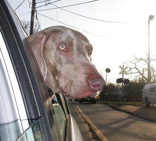 Weimaraner