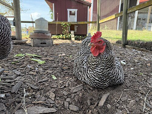 Barred Plymouth Rock