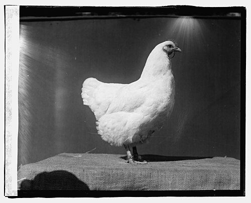 Beltsville Small White