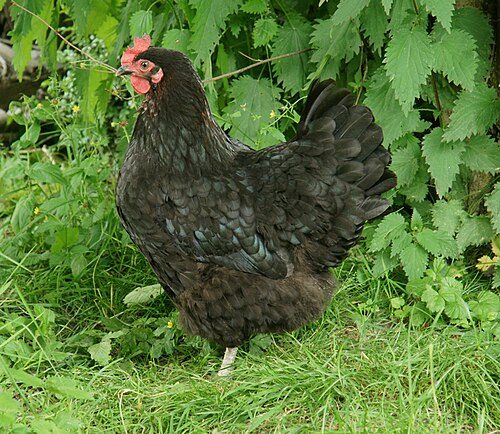 Black Copper Marans