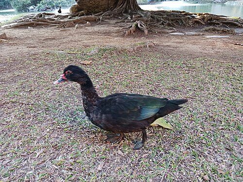Black Muscovy