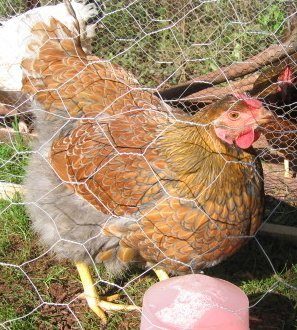 Blue Laced Red Wyandotte