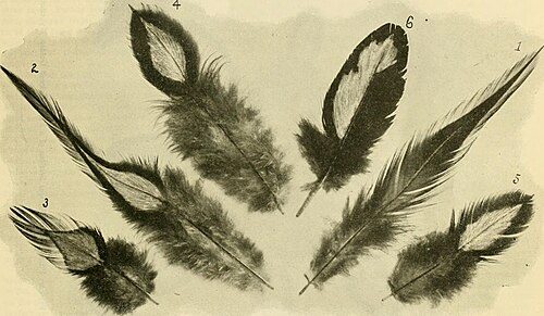 Broad Breasted White