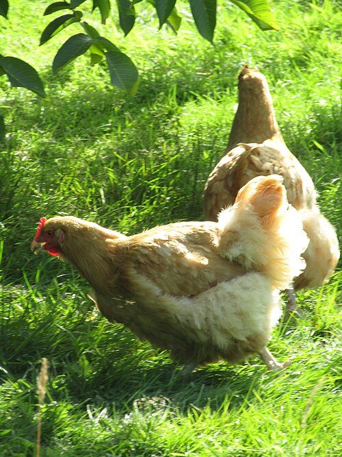 Buff Orpington