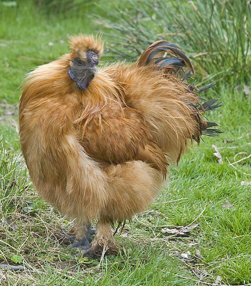 Buff Silkie