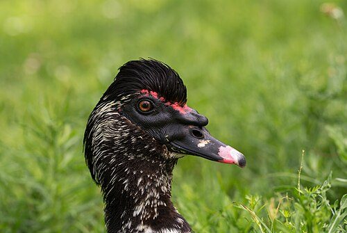 Chocolate Muscovy