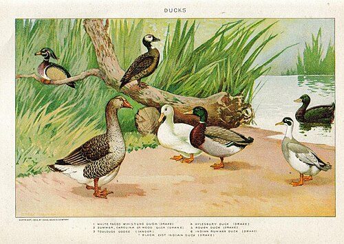 Indian Runner (Black)