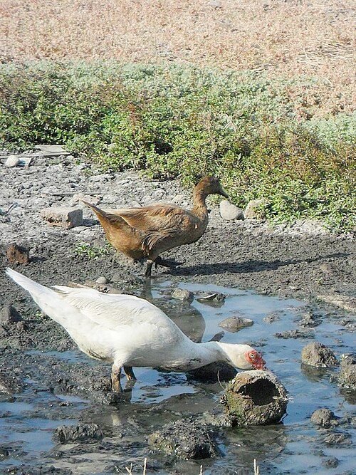 Indian Runner (Fawn & White)