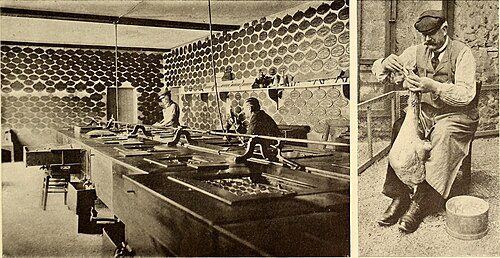 Miniature Silver Appleyard