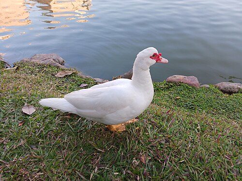 White Muscovy