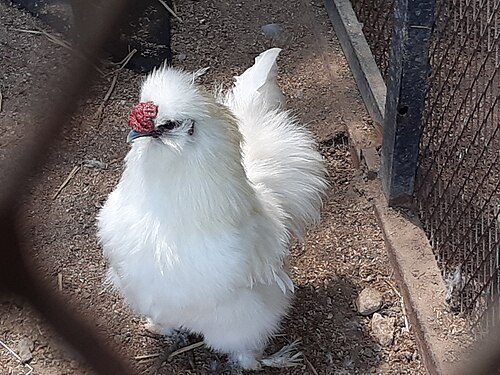 White Silkie