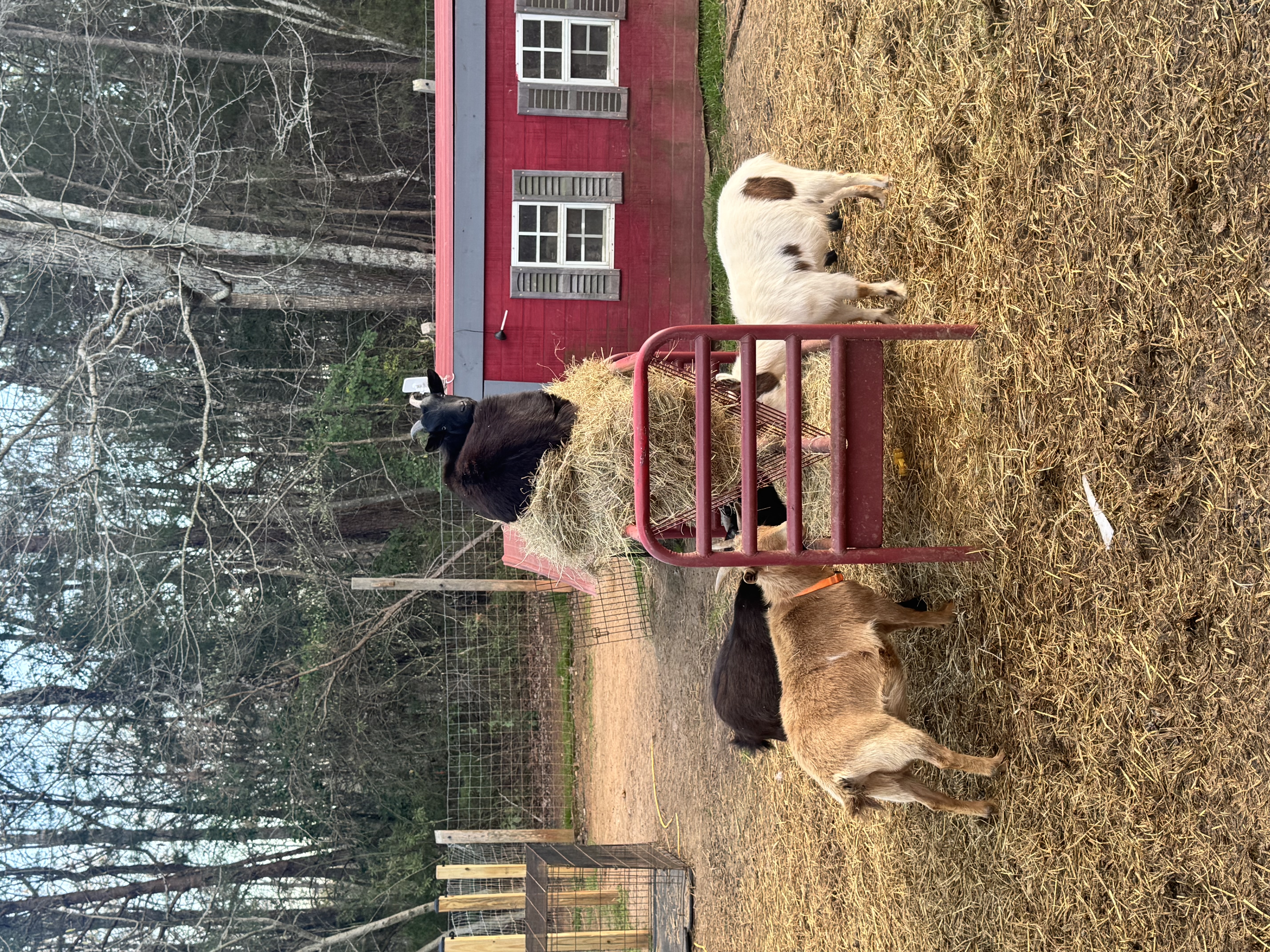 Goat herd management